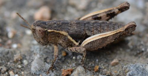 Pezotettix giornae